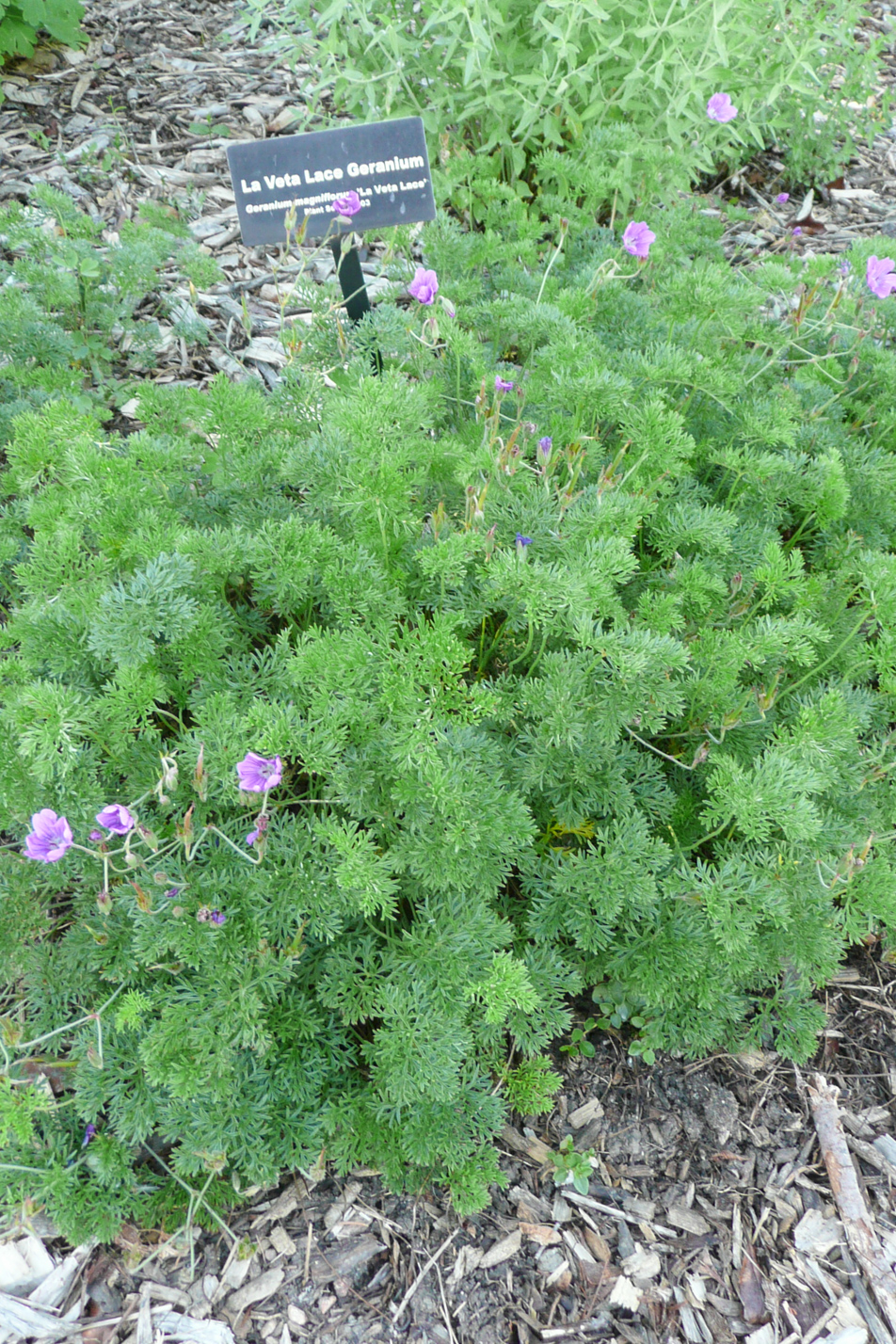 La Veta Lace Geranium